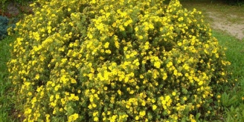 Razmnožavanje potentilla (kuril čaj): reznice, raslojavanje, sjemenke